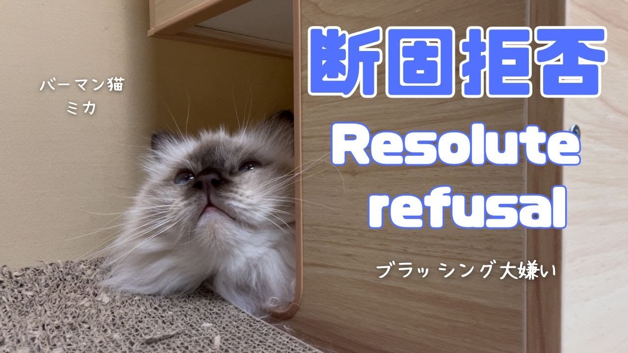 バーマン猫ミカ【断固拒否】Resolute refusal（バーマン猫）Birman/Cat