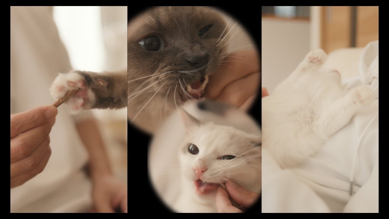 おやつの後は眠くなる　#猫 #ラグドール #ragdollcat