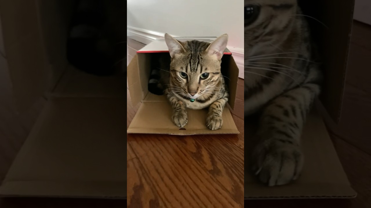 どうしても狭い箱に入りたがる猫 #ベンガル #shorts