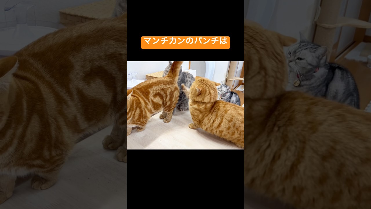 マンチカンのパンチはその存在に気づかれてすらいない #猫 #マンチカン #shorts