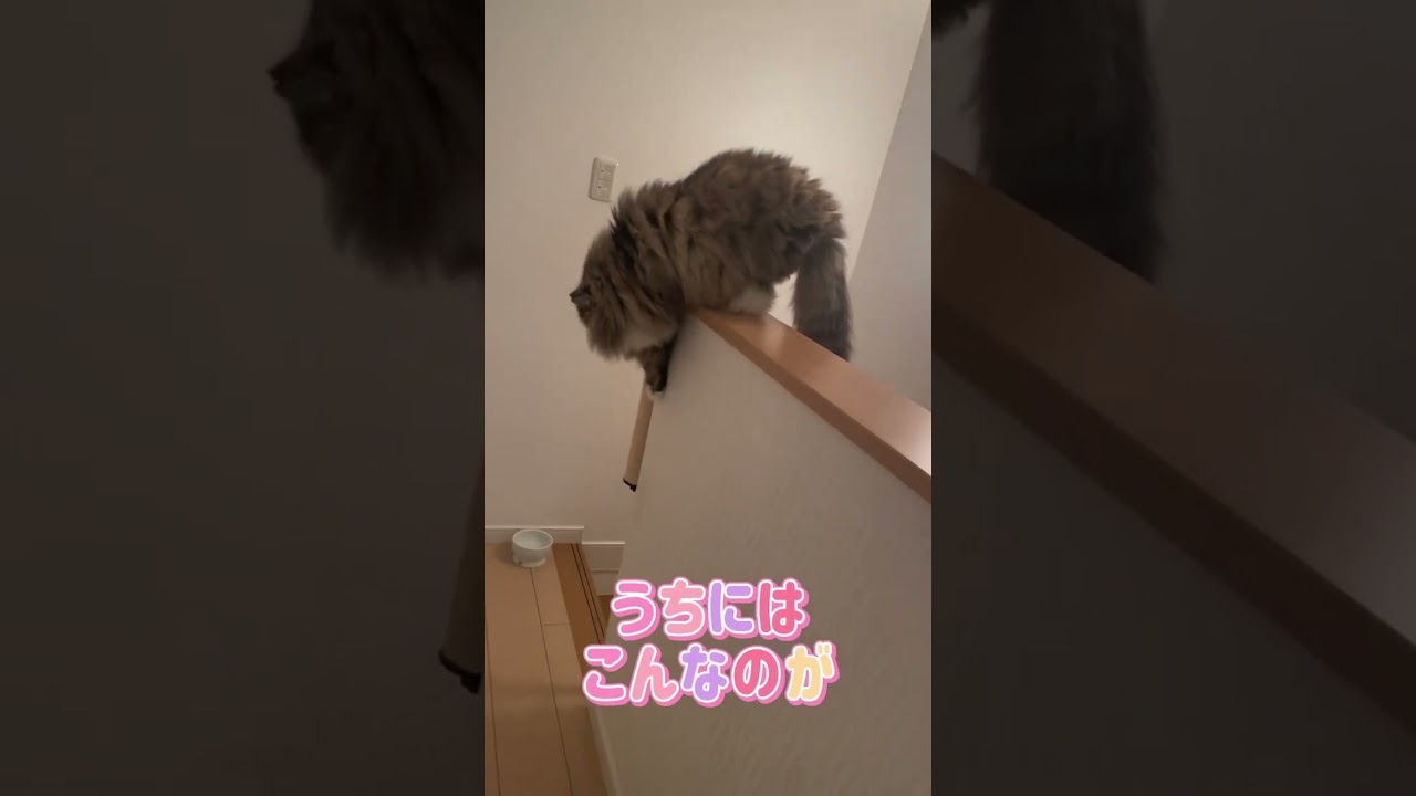 うちにはこんなのがいます🐈🐾#ラガマフィン #猫 #ねこ