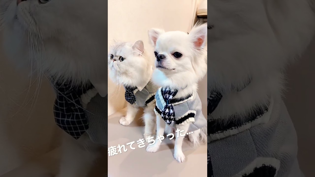 オソロコーデの撮影模様✨　愛犬のチワワと猫のペルシャコンビ🐾　　　#shorts