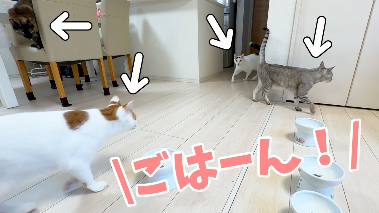 誰もいないときに「ごはん」と言うと秒で集まる猫たちｗ