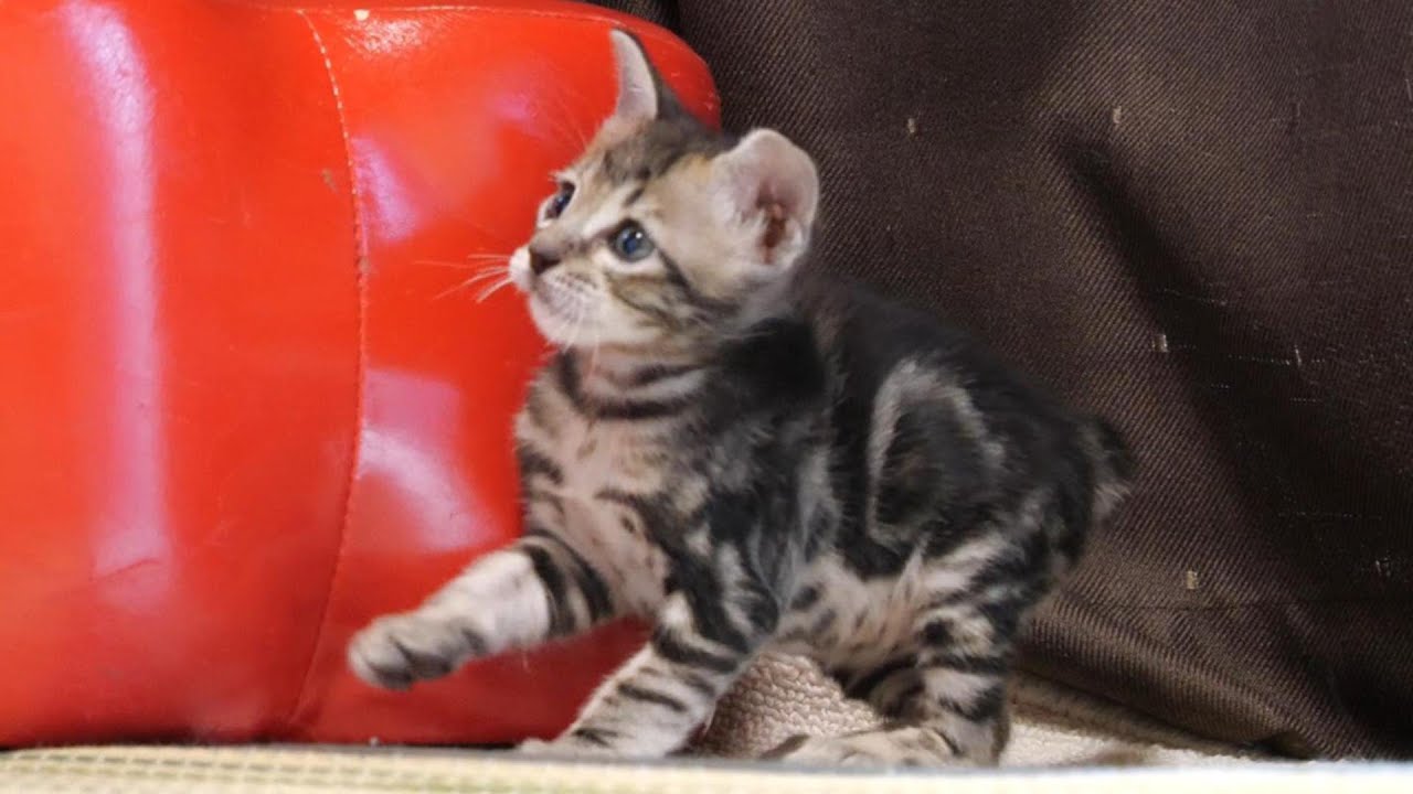 ママに飛びかかろうとする子猫がバランスを崩してしまって逆でんぐり返し【赤ちゃん猫　保護猫】