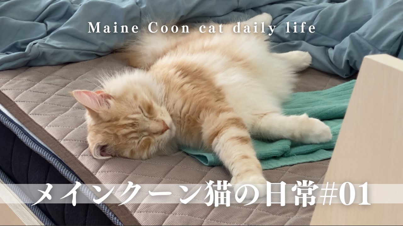 【ねこlog】メインクーンの日常をお届けします！#01 Maine Coon cat daily life