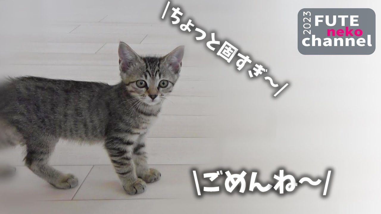 ご飯の硬さが気に入らなかった子猫【保護子猫】