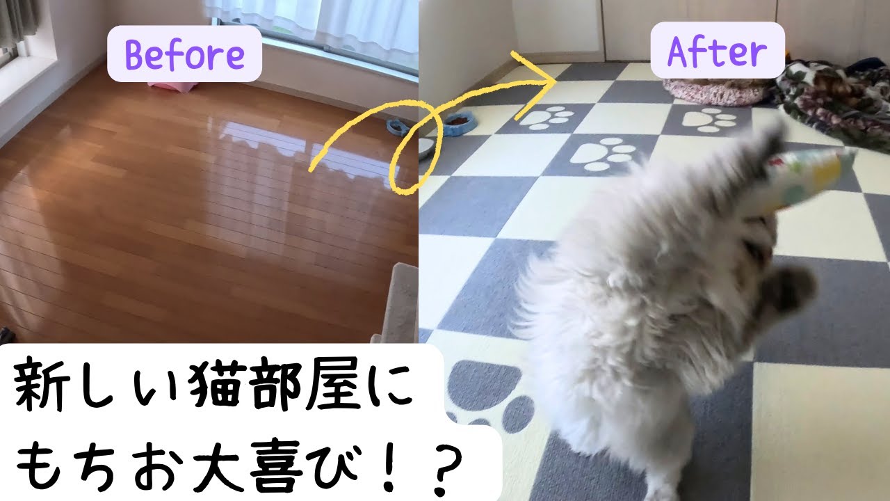 【ペルシャ猫】【DIY】猫部屋作り！もちおは喜んでくれるのか！？