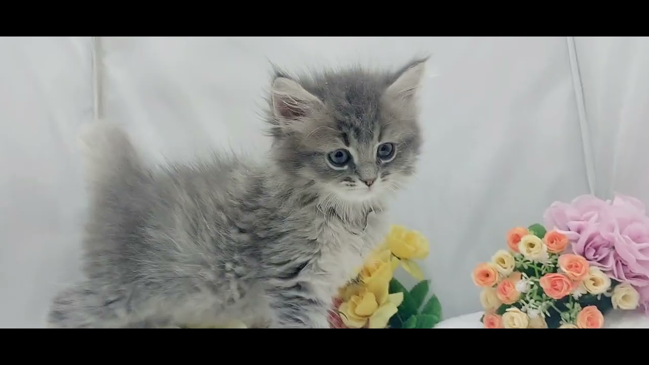 宮城県ペットショップ鈴花/ノルウェージャンフォレストキャット