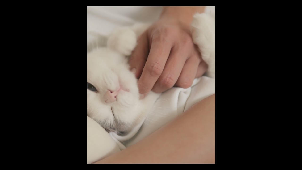 ぎゅっ→のびぃ　#猫 #ラグドール #ragdollcat