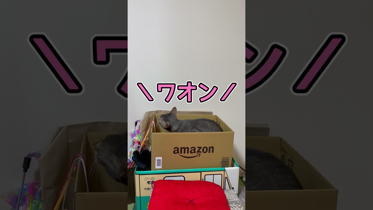 ワオンと鳴くうちの猫さん shorts #猫 #アビシニアン