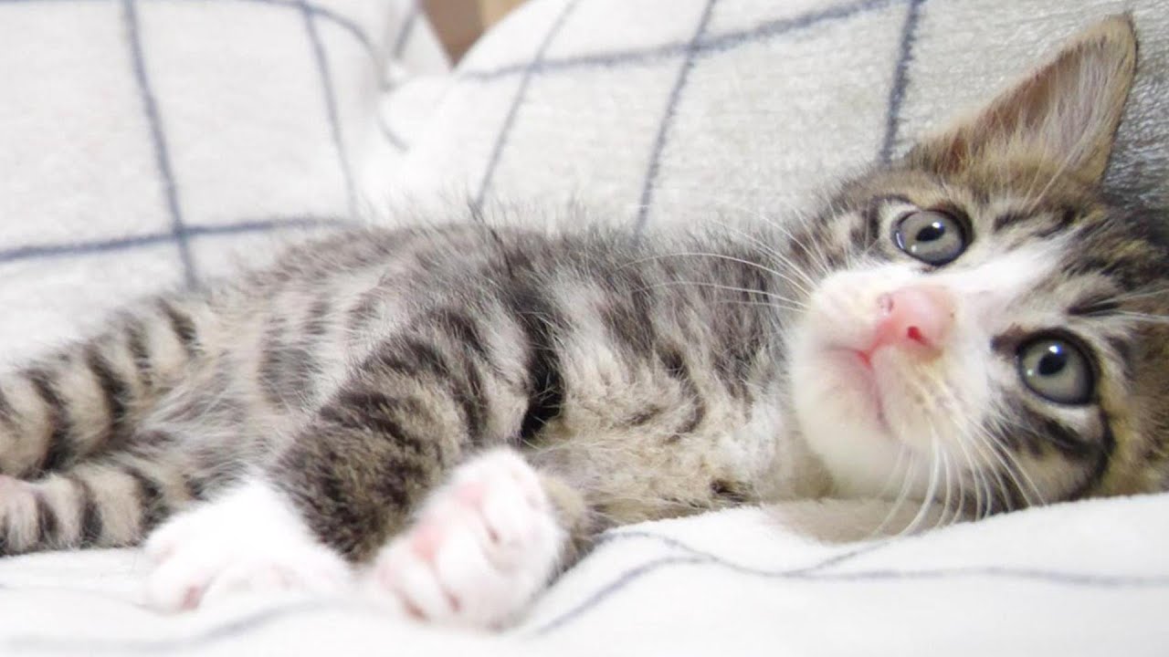 子猫達がお布団で兎みたいにぴょんぴょん跳ねています【赤ちゃん猫　保護猫】