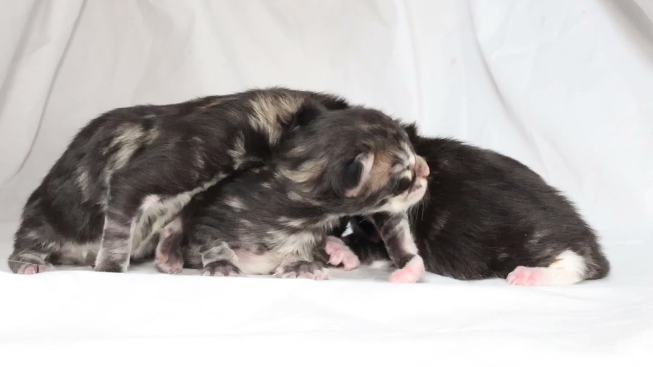 メインクーン母千鳥さん4頭出産