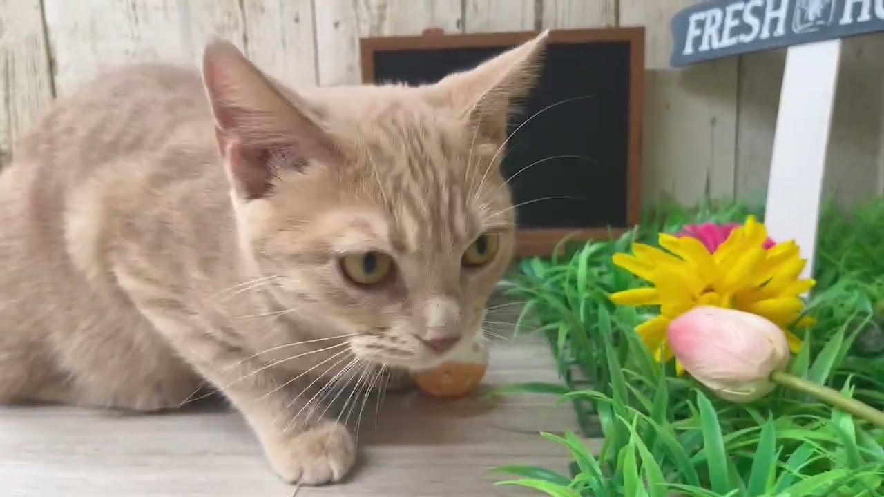 No.647517　　スコティッシュフォールド