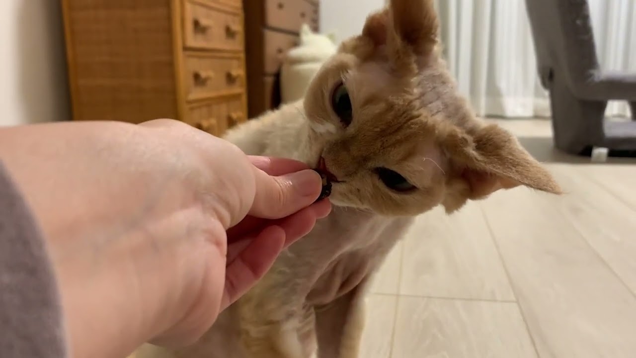 デボンレックス兄はまたたびに興味津々です(Devon Rex cat interested in Matatabi seed (something like a catnip))