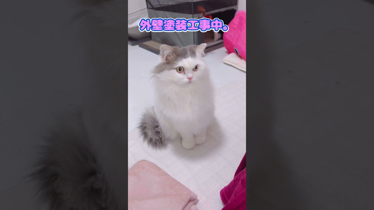 【関西弁の猫】騒音　#shorts #cat #猫