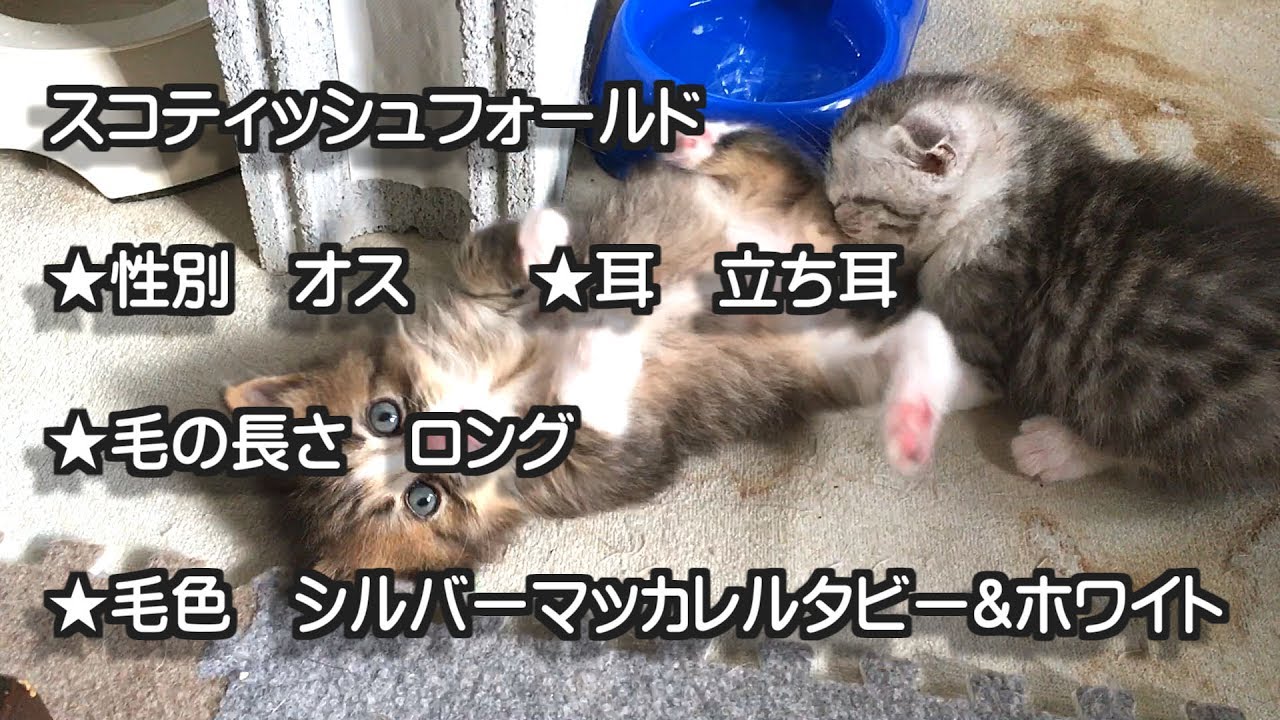 可愛いスコティッシュフォールド子猫 オス 立ち耳 ロング 子猫ブリーダー販売動画