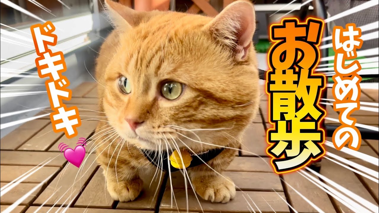 猫が生まれて初めてお散歩デビューしたらまさかの... #猫 #マンチカン