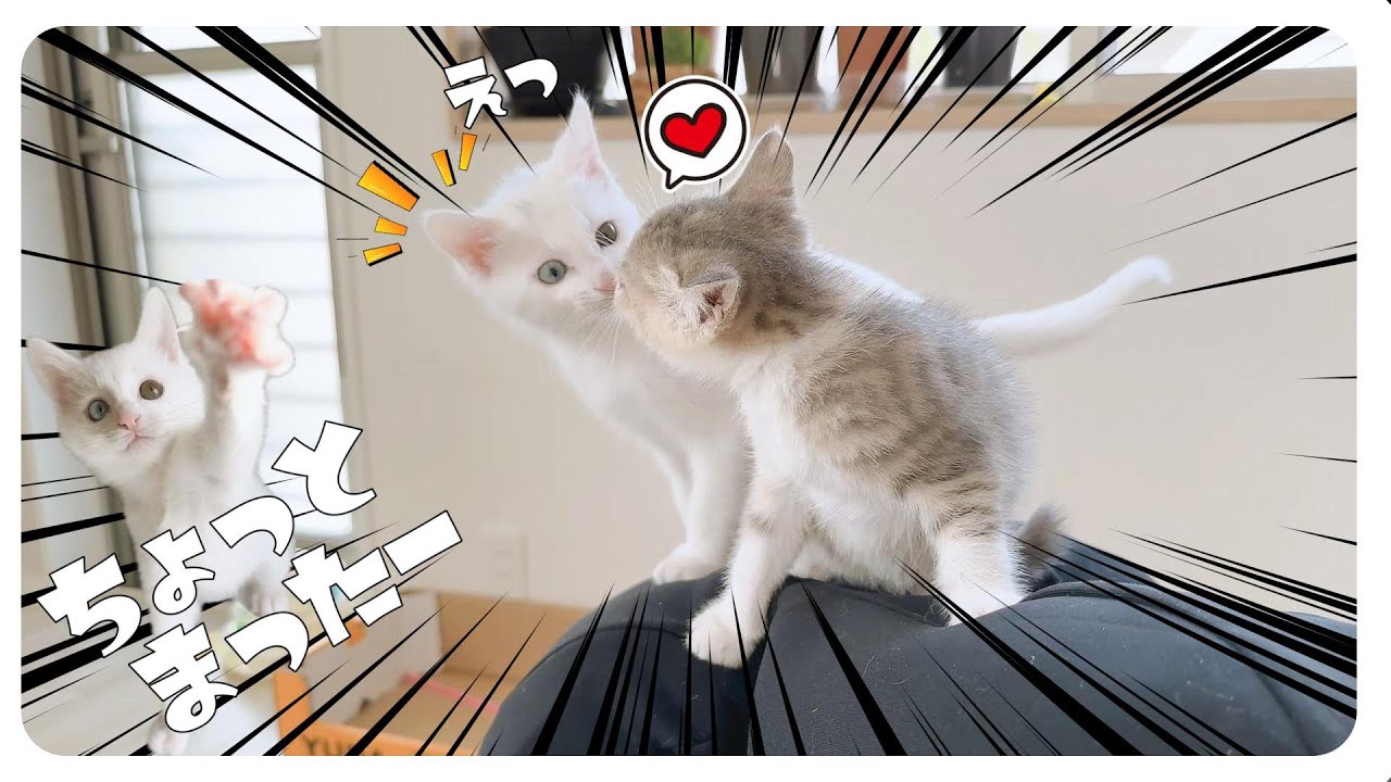 【子猫】人の上でケンカ勃発！ぺちぺちトントン【保護猫生活58日目】