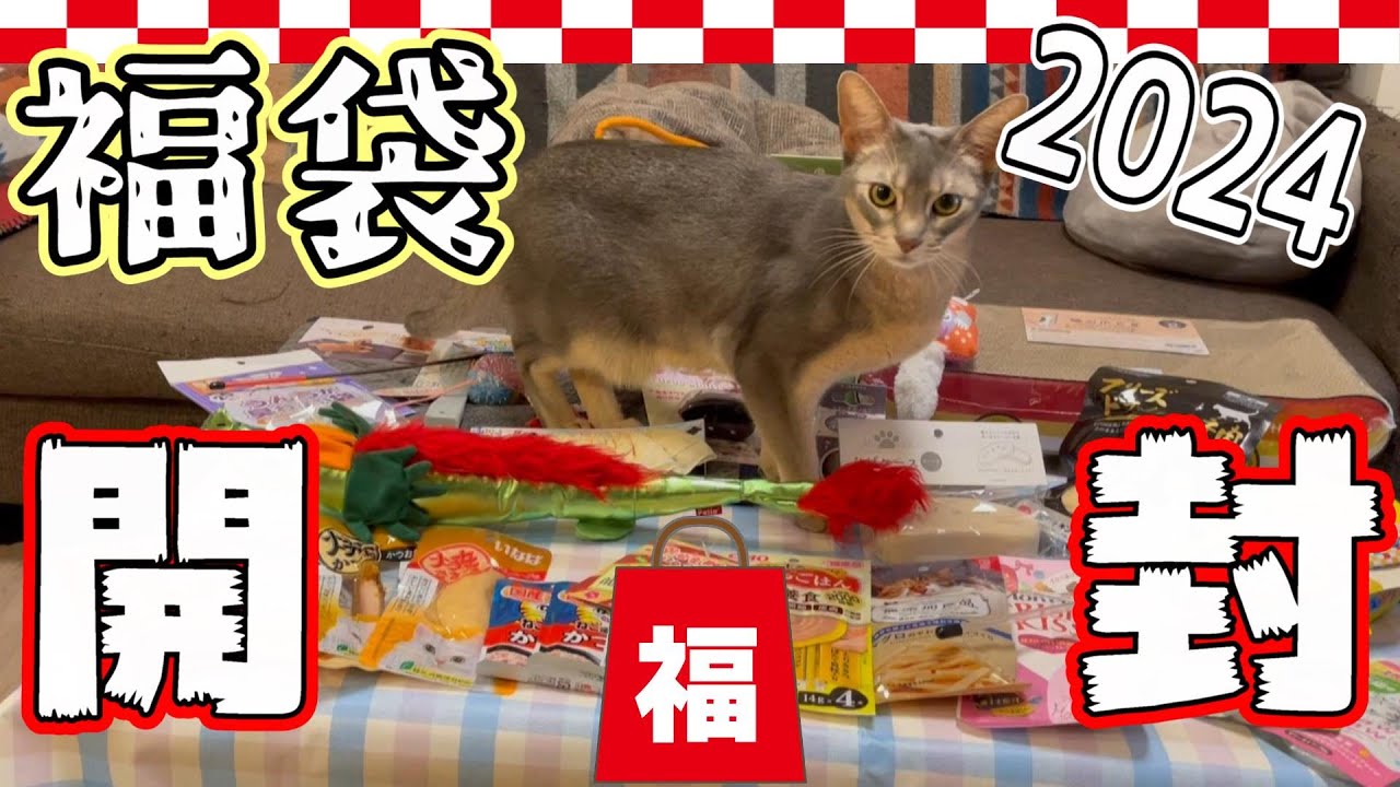 【猫福袋】2024年猫福袋を開封したらうちの猫さんが大興奮だった♡