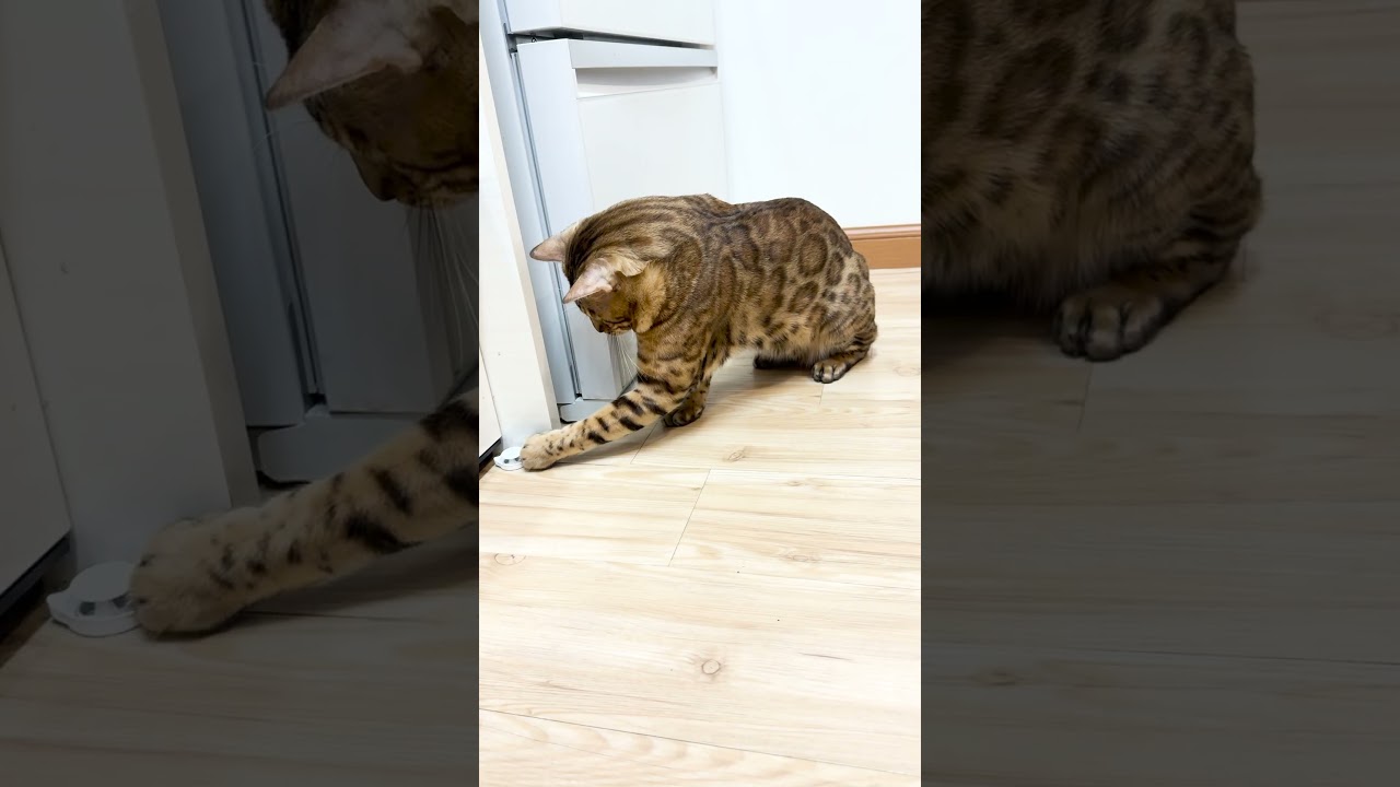 遊んでアピールの圧が強めなベンガル猫 #shorts #ベンガル #猫
