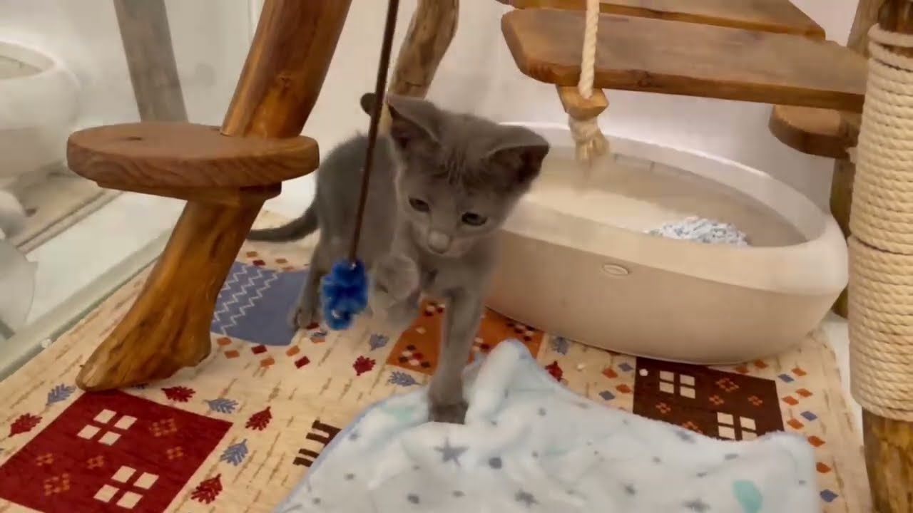 ロシアンブルー 男の子 2023/11/20生まれ