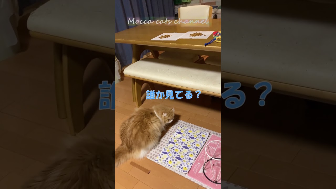 つまみ食い猫 #shorts  #猫 #アメリカンカール #cat