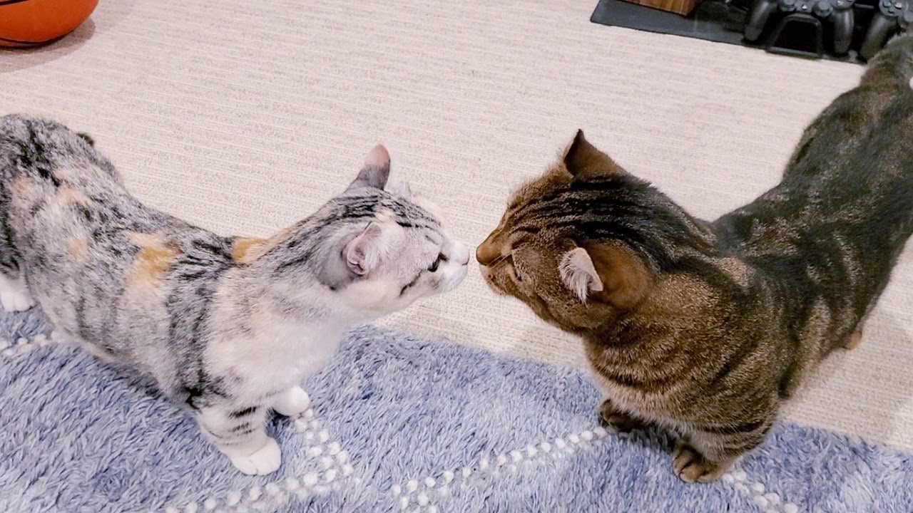 先住猫と子猫を対面させてみた！！子猫と先住猫が仲良くなるまで  #69