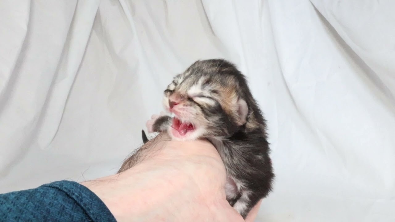 生後3日ブラウンのメインクーン子猫響ちゃん