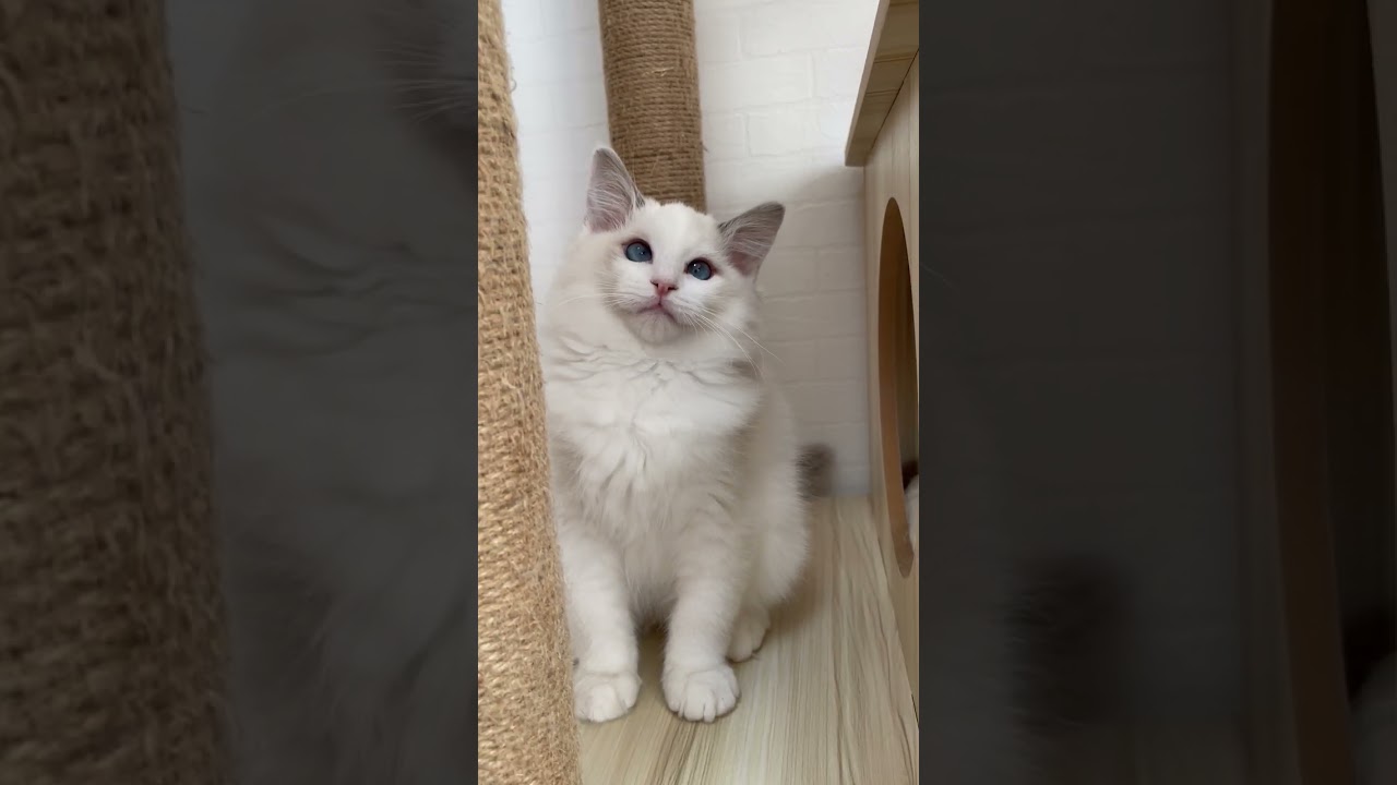 ラグドール 遊び大好きなブルーポイントバイカラーの女の子。