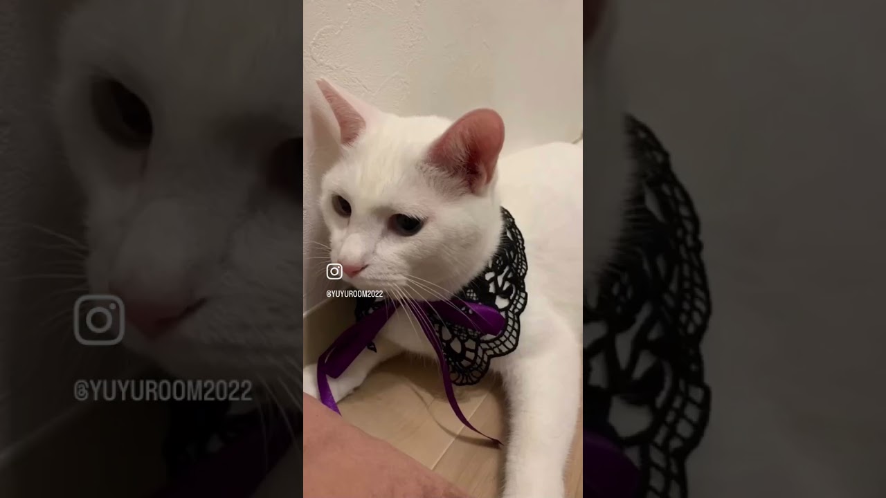 白猫オッドアイのレイくん特集 #cats #保護猫 #cat #catshorts #catvideos #고양이 #キャット #ねこ #白猫 #しろねこ#癒し猫