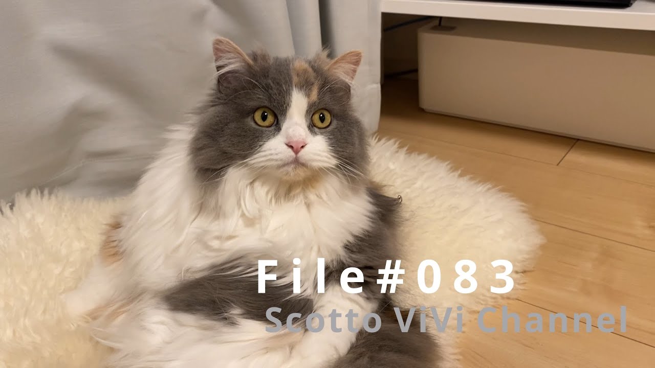 File#083〜家主よりゴロゴロする長毛スコティッシュフォールド〜