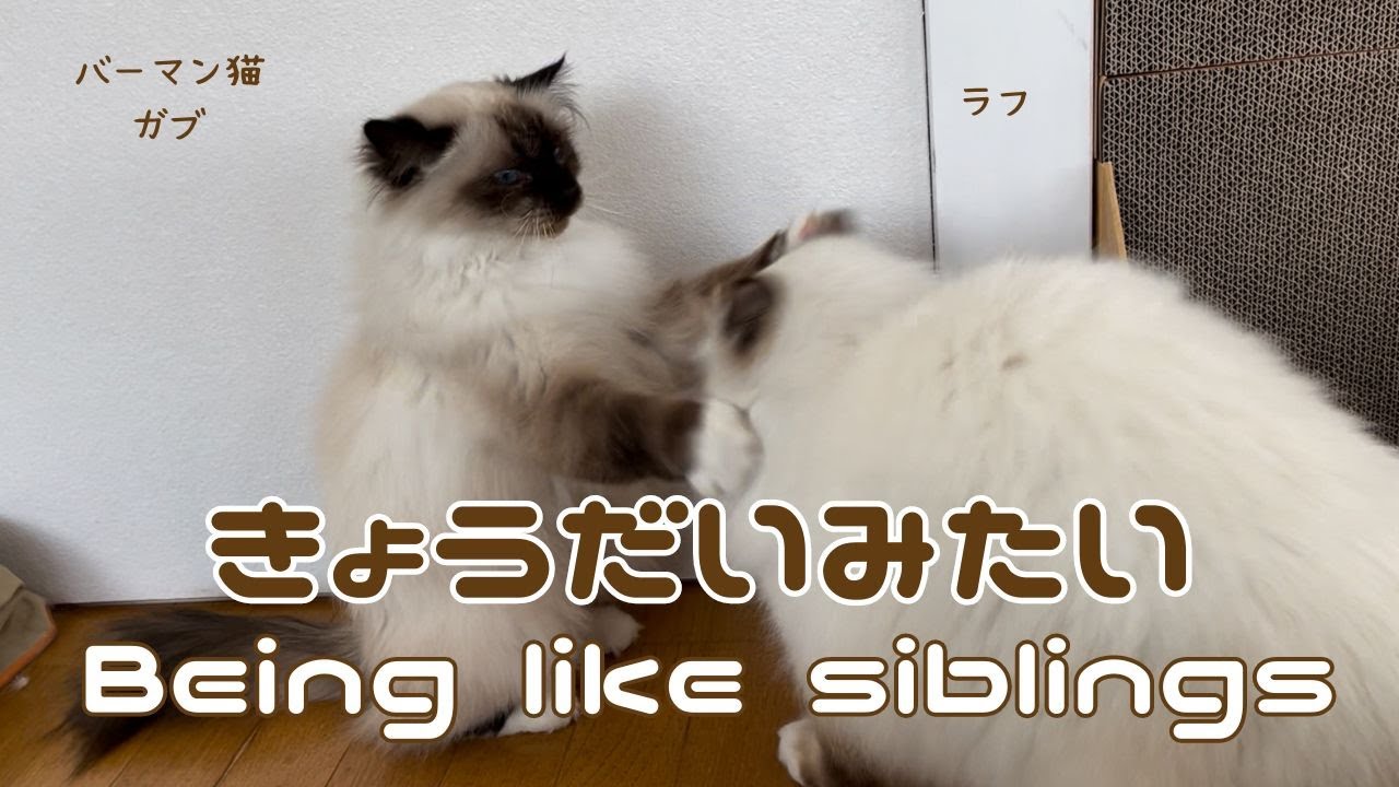 バーマン猫ガブとラフ【きょうだいみたい】Being like siblings（バーマン猫）Birman/Cat