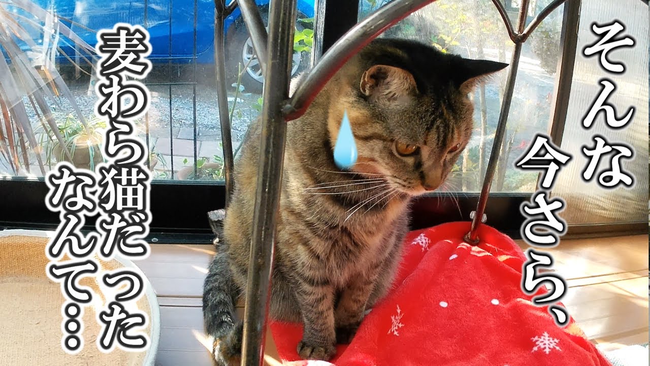病気の猫に手加減しないユズと、ナナちゃんは麦わら猫でした