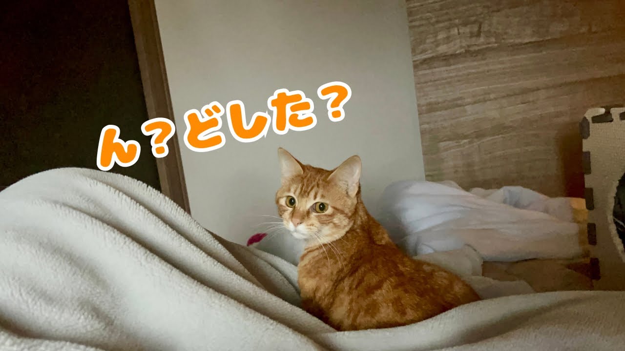 【保護猫】察しの良い子猫がこちらです…