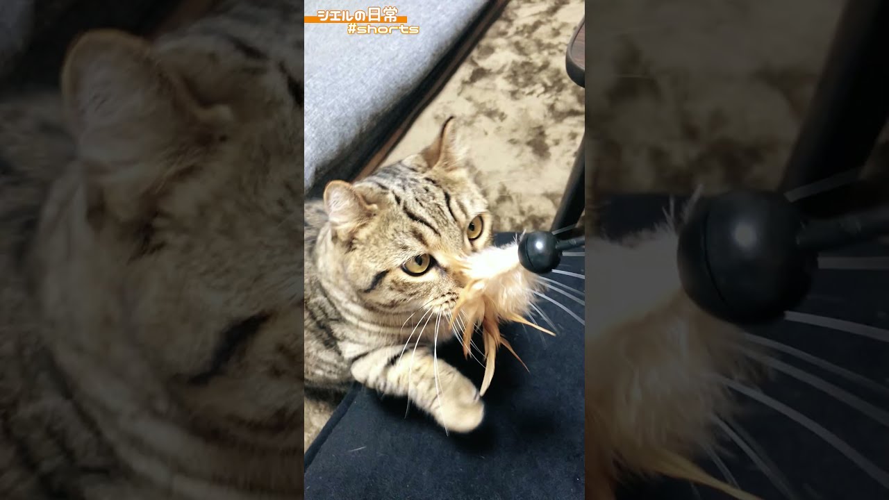 猫パンチ百裂拳　#Shorts