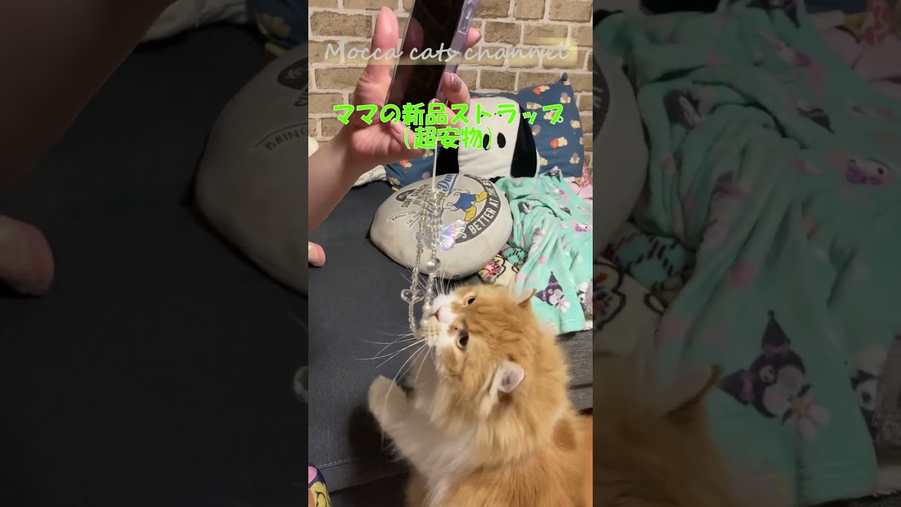 ママの様子が気になる猫 #shorts  #猫 #アメリカンカール #cat