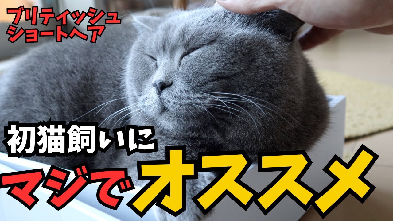 ブリティッシュショートヘアを初猫飼いにマジでオススメする理由