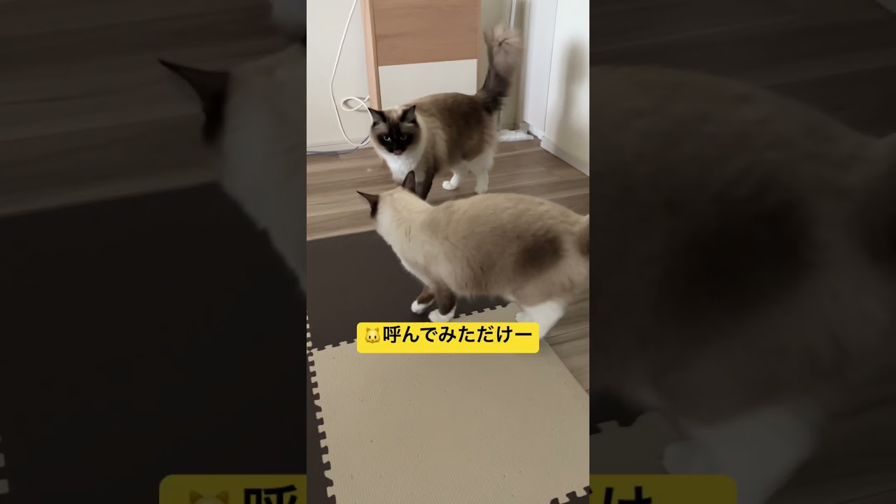 たぬきに似たねこたちの日常#ragdoll #family #ラグドール #ねこのいる生活 #家族