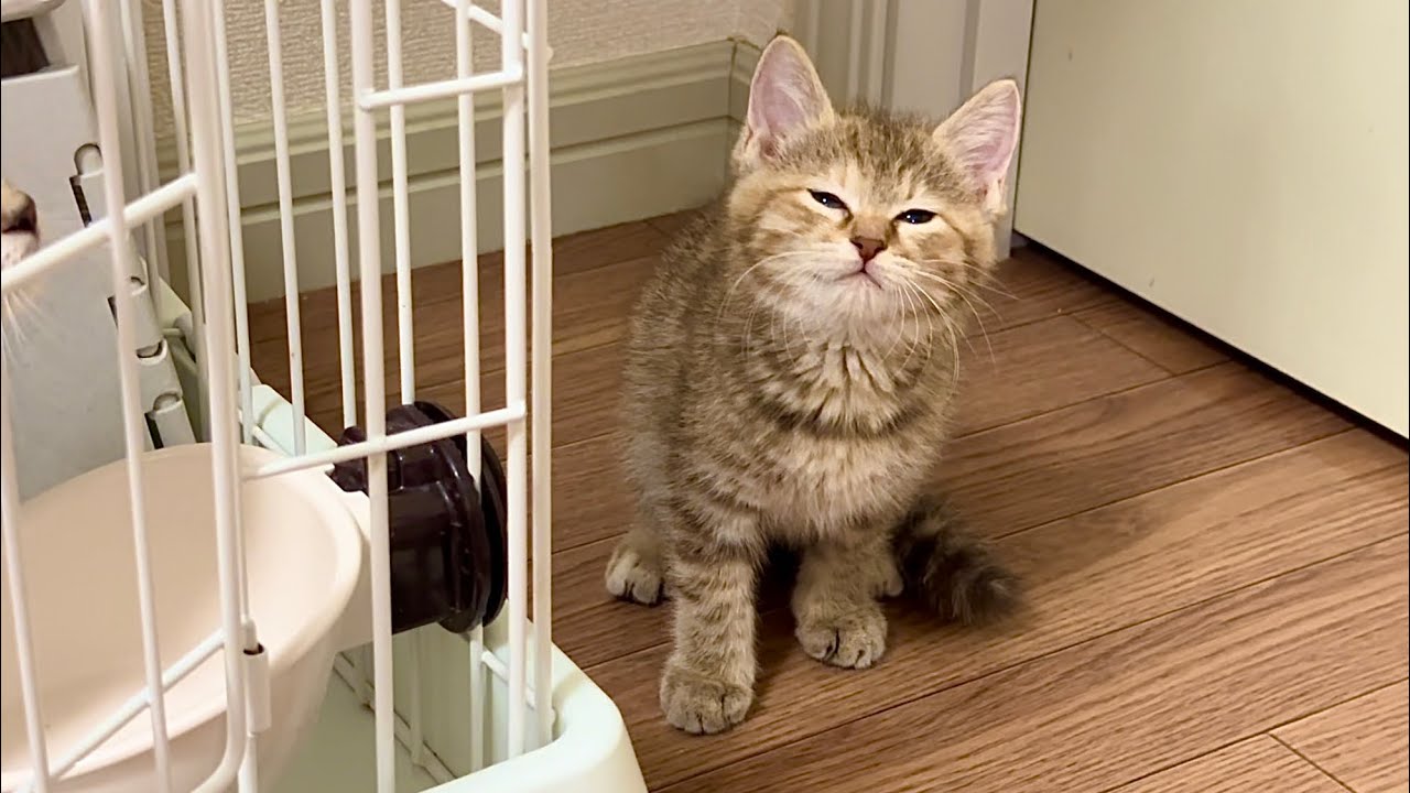 「はひふへほ」って鳴きます。