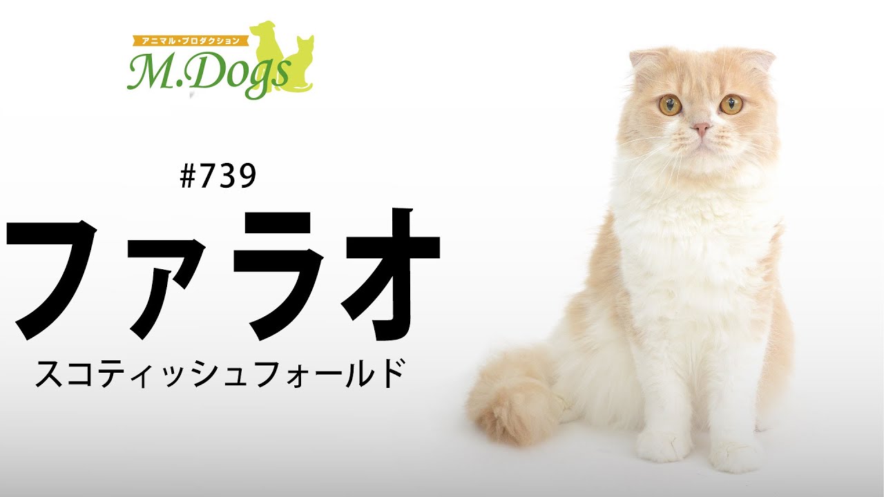 ペットモデル #739 スコティッシュフォールド「ファラオ」