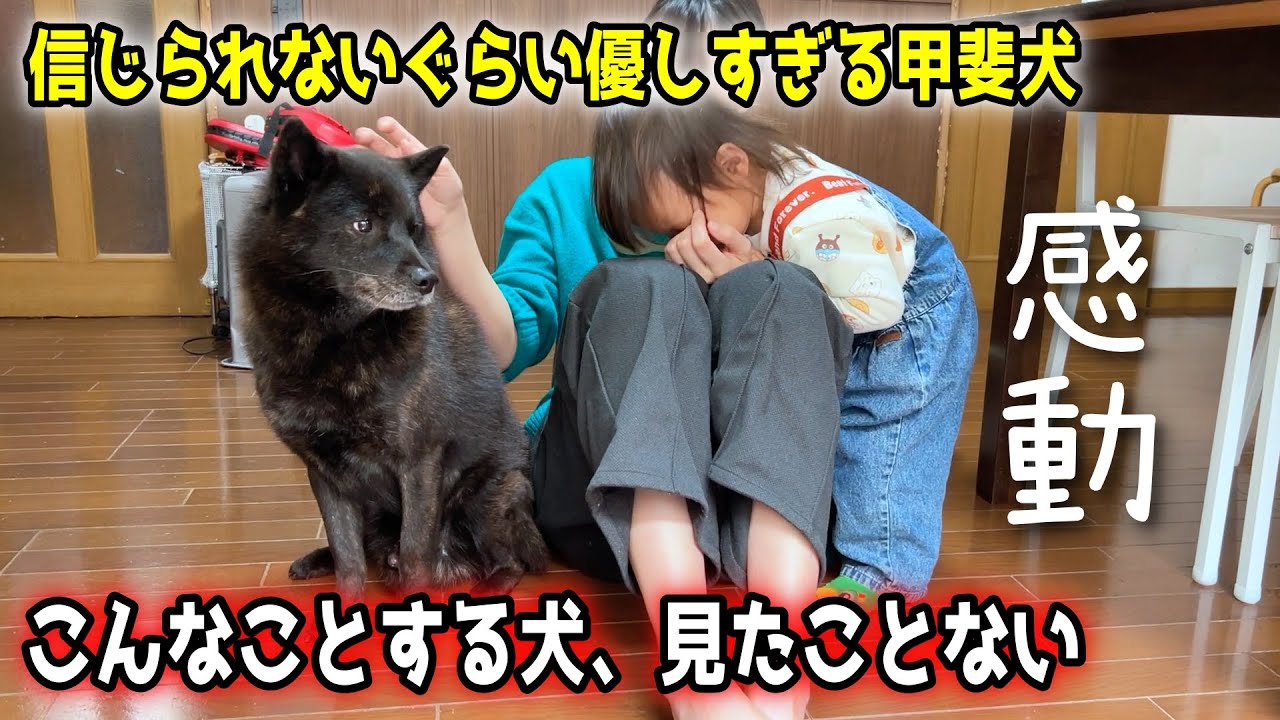 【感動】信じられないぐらい、優しすぎる甲斐犬一休さんの行動が・・・