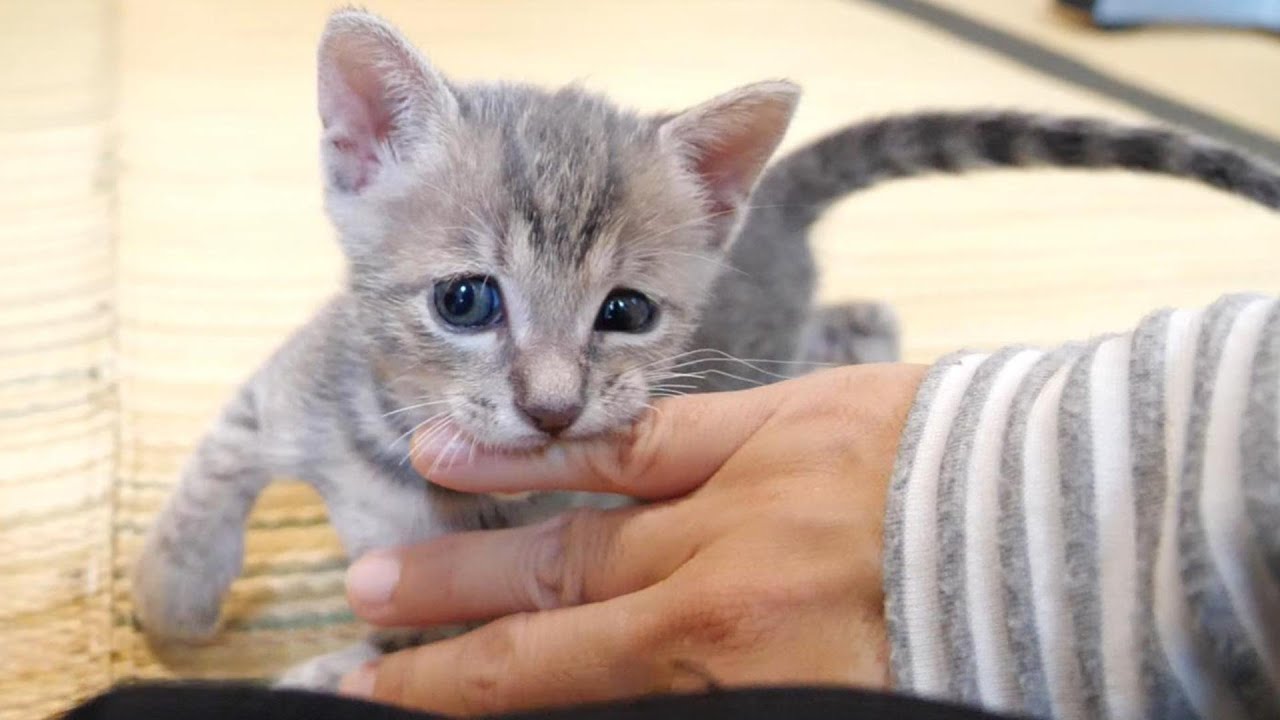 子猫の喧嘩を止めに入ると指をカプリと噛まれてしまう【赤ちゃん猫　保護猫】