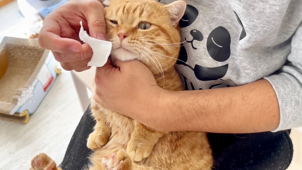 完全に信頼してくれてる猫ともし失敗したらやり返す準備をしてる猫。 #猫 #マンチカン