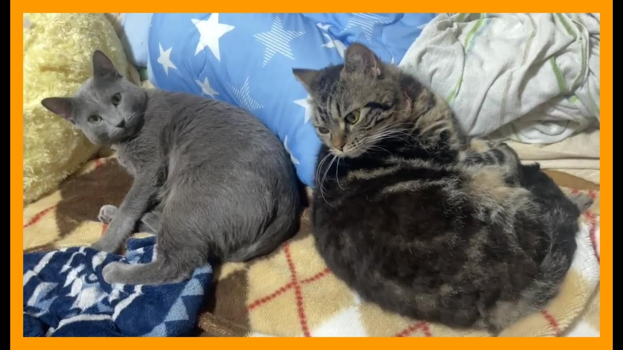 対になって寝るロシアンブルーとキジトラ猫