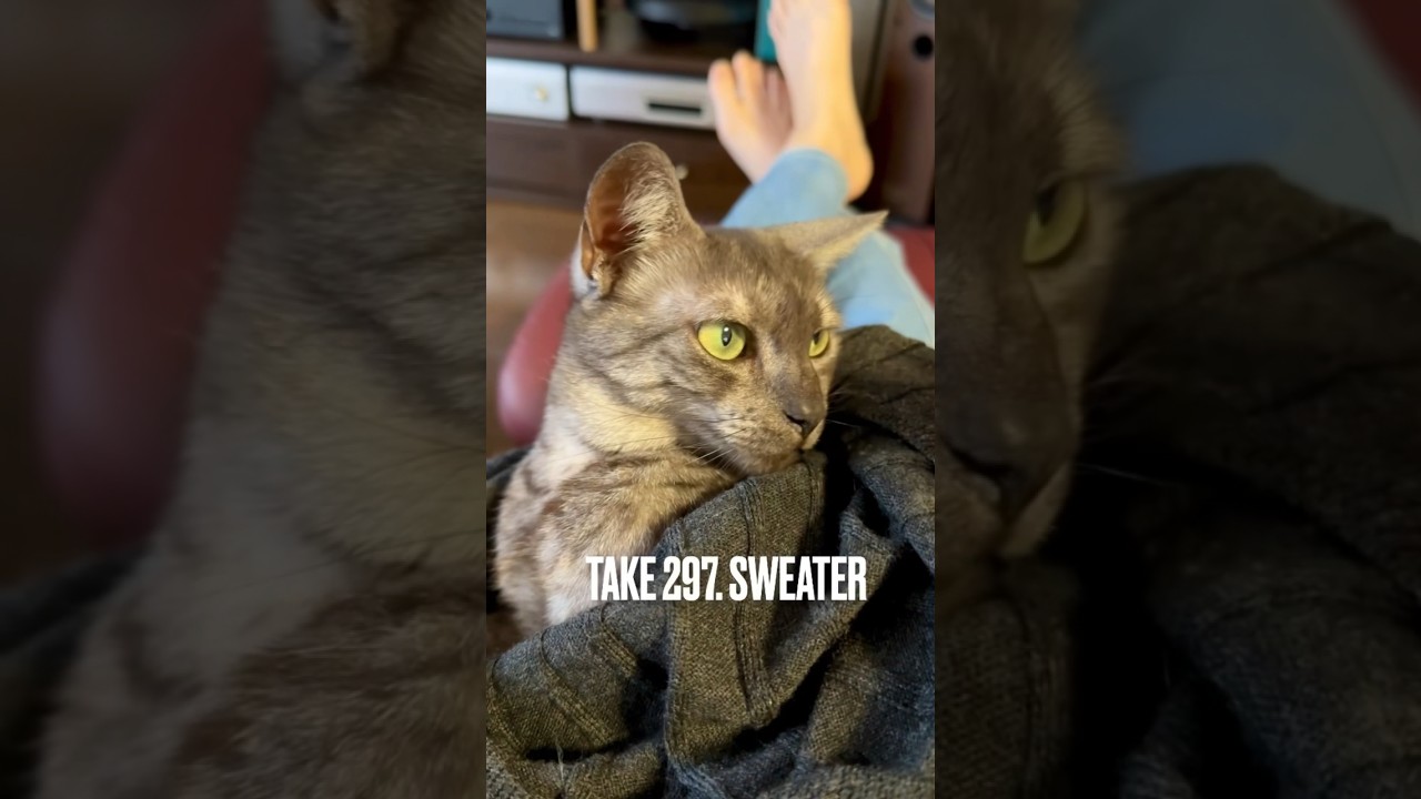 #大好きなママ の古ぼけた#セーター 最高にゃ❗️#かくれんぼ #遊ぶ猫 #playingcat #甘えん坊猫 #エジプシャンマウ #egyptianmau #shorts