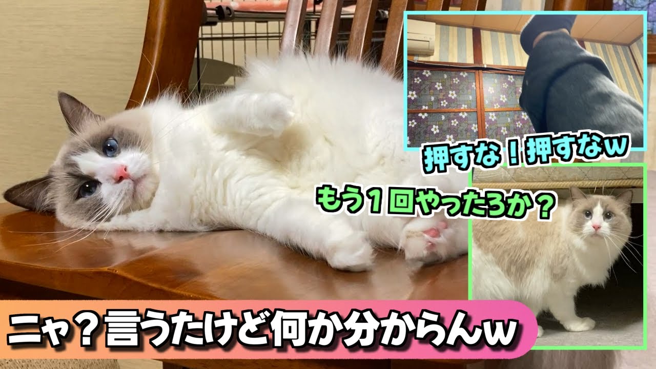 ニャって言われたけど、何か分からんラグドール【猫のナレーション】