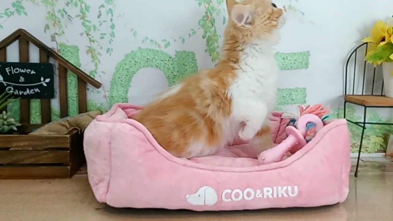 663631 ラガマフィン