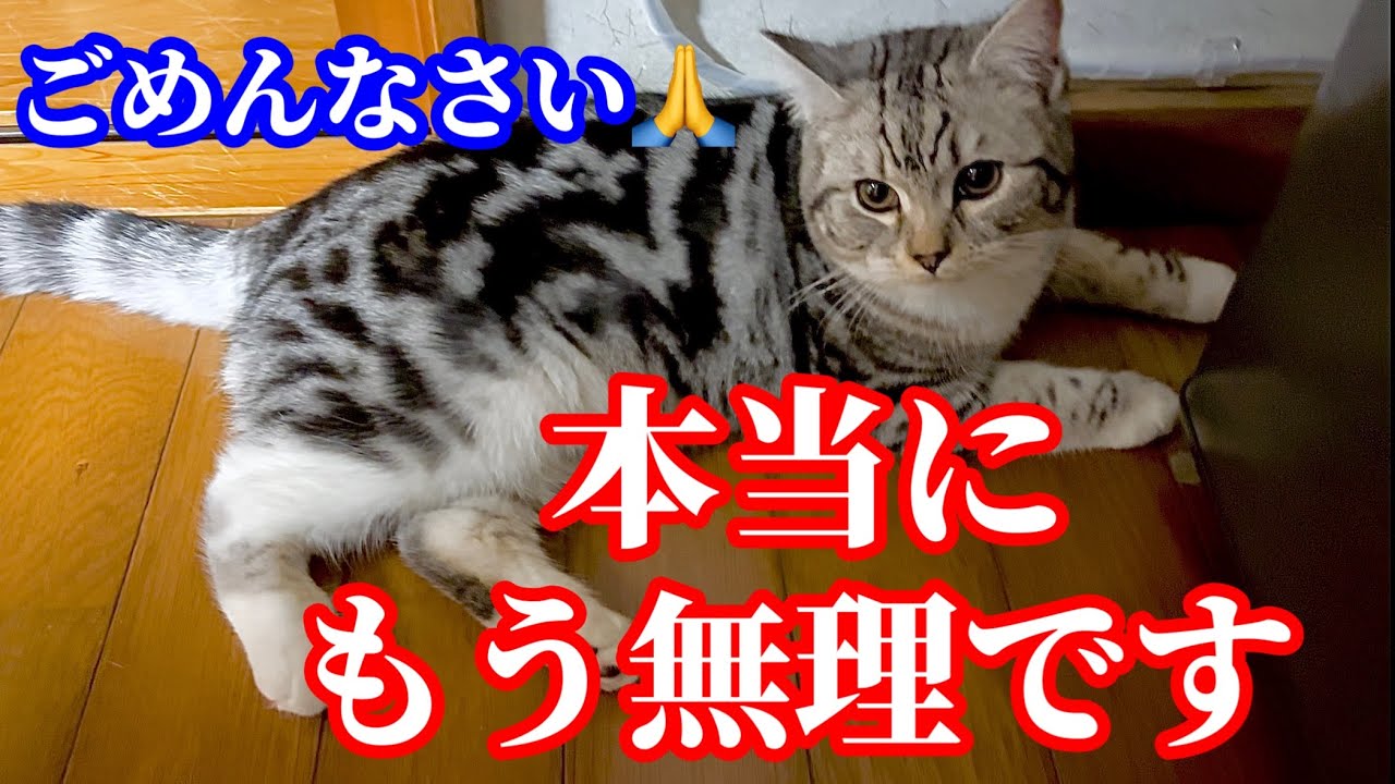 【本当にもう無理】マンチカン子猫とオッドアイ先住猫の動画