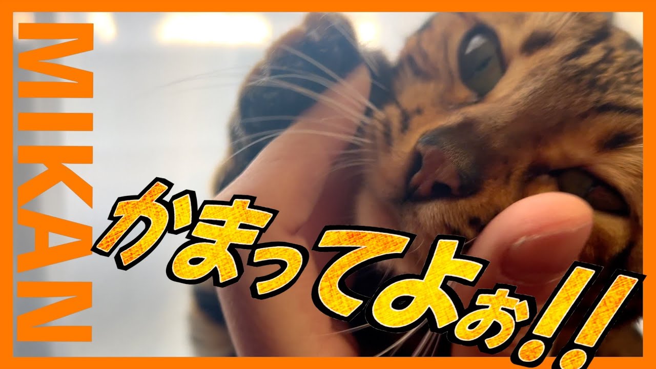 【構ってほしいベンガル猫】遊んでほしい子猫ちゃん