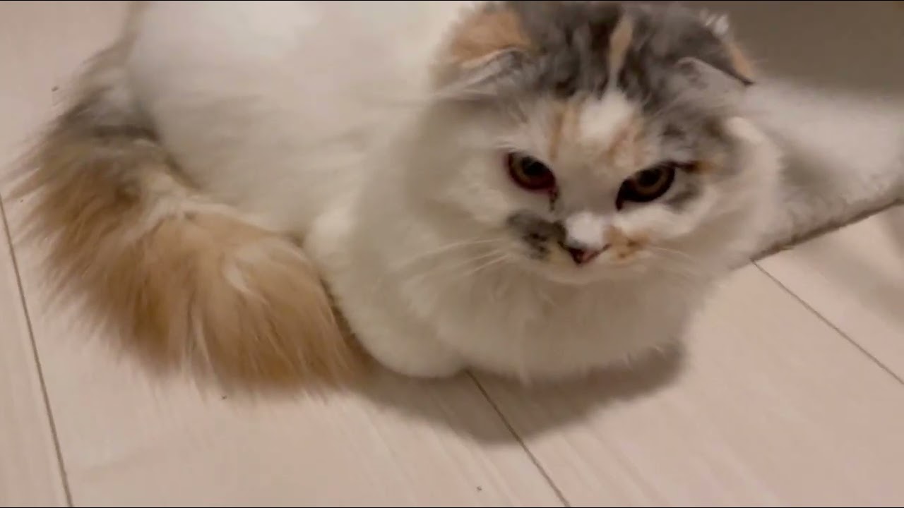 【子猫】ゆきみだいふくもち【2024年1月25日】